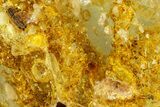 Polished Colombian Copal ( g) - Contains Termites & Enhydros #364289-1
